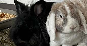 marie-charlotte pet sitter à MONTIGNY LES METZ 57950_8