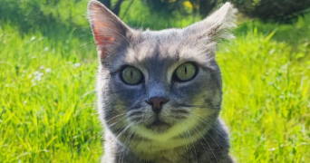 noémie pet sitter à BOLBEC 76210_1