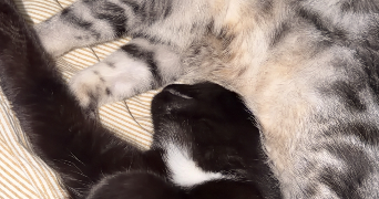 sarah pet sitter à TOULON 83000_3