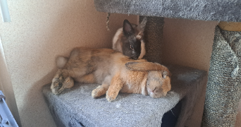 alexandre pet sitter à RILLIEUX LA PAPE 69140_1