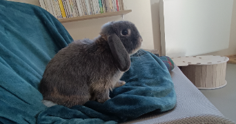 morgane pet sitter à SAUSHEIM 68390_1