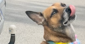 erica pet sitter à CARPENTRAS 84200_5