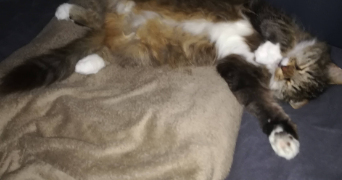 christelle pet sitter à Gambsheim 67760_6