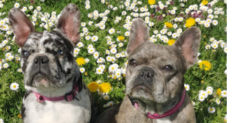 julie pet sitter à VANDOEUVRE LES NANCY 54500_2