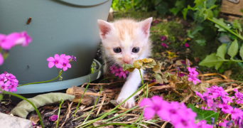 anais pet sitter à ST CHRISTOL LEZ ALES 30380_9