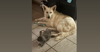 manon pet sitter à NOUATRE 37800_2