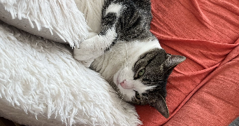 florian pet sitter à MARLY LE ROI 78160_1