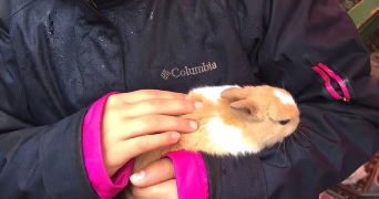 leyane pet sitter à Valencin 38540_5