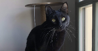 malorie pet sitter à TOULON 83000_2
