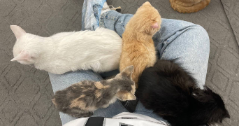 eram pet sitter à LYON 07 69007_1