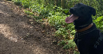 flavie pet sitter à Chanverrie 85500_8