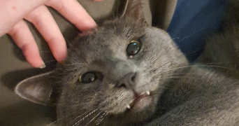 marie pet sitter à LA SALVETAT ST GILLES 31880_1