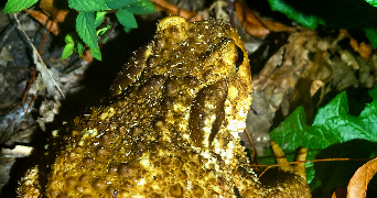 Ludivine pet sitter à REDON 35600_3