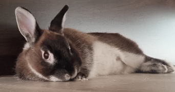 solène pet sitter à CHERBOURG EN COTENTIN 50470_1