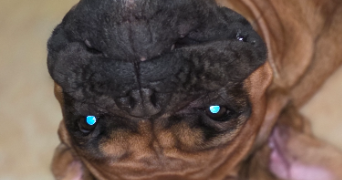 severine pet sitter à AUBIGNY AU BAC 59265_0