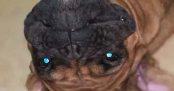 severine pet sitter à AUBIGNY AU BAC 59265