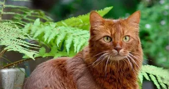 lucas pet sitter à CARCES 83570