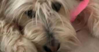 solenne pet sitter à La ciotat 13600_4