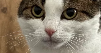 amel cat sitter à SESSENHEIM 67770