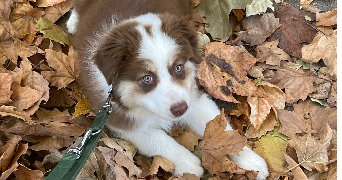 tessa pet sitter à ST GELY DU FESC 34980_0