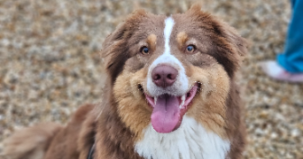 marlene pet sitter à AUNEAU BLEURY ST SYMPHORIEN 28700_39