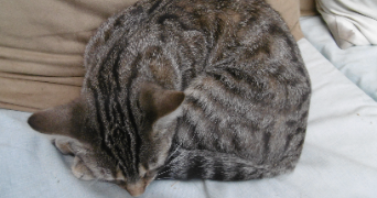 gabin pet sitter à POISSY 78300_1