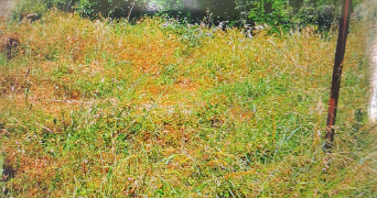 sarah pet sitter à ST JEAN DE PARACOL 11260_1