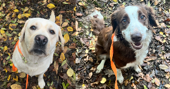 tanya pet sitter à Saint-Martin de Bonfossé 50750_2