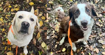 tanya pet sitter à Saint-Martin de Bonfossé 50750