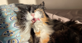 nina pet sitter à NANTES 44200_1