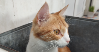 céréna pet sitter à ECOUST ST MEIN 62128_1