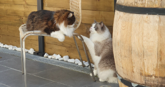 Marina pet sitter à Carrières-sous-Poissy 78955_7