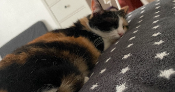 clémentine pet sitter à BREST 29200_2