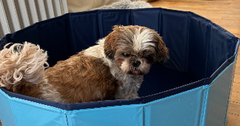 delphy pet sitter à VILLEURBANNE 69100_5