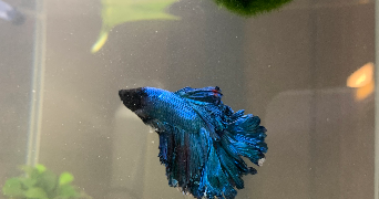 solène pet sitter à ACHERES 78260_10