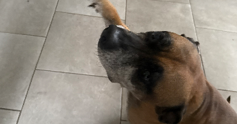 eva pet sitter à BORT LES ORGUES 19110_4