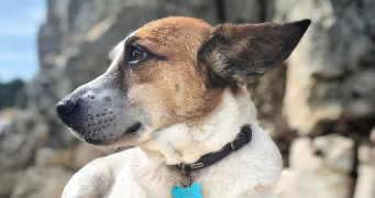 juliette pet sitter à Corbreuse 91410_4