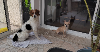 amandine pet sitter à NOYELLES SOUS LENS 62221_4