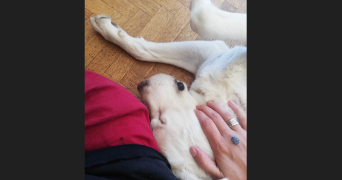 Émaé pet sitter à MARSEILLE 04 13004_3