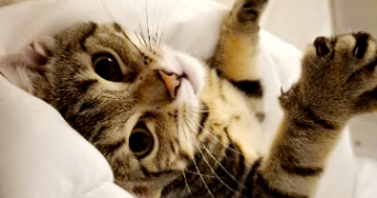 priscillia pet sitter à WITTELSHEIM 68310_4