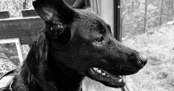 deborah pet sitter à LE TEIL 07400_2