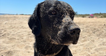 emy pet sitter à Sete 34200_1