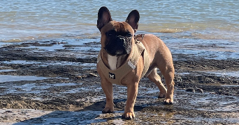 bastien pet sitter à LONGUENEE EN ANJOU 49770_0