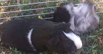 othilie pet sitter à MONTPELLIER 34000_3