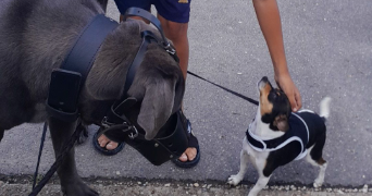 radia pet sitter à VALENTON 94460_3