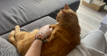 alice pet sitter à ST ETIENNE 42000_4