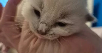 wendy pet sitter à QUIMPERLE 29300