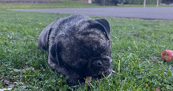 alexandra pet sitter à ST JEOIRE 74490_4