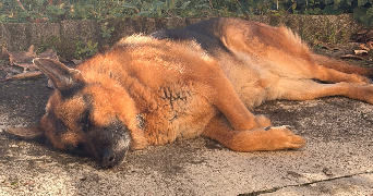 dilan dog sitter à SEYSSINET PARISET 38170_5