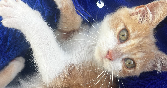 Mailys pet sitter à VEZIN LE COQUET 35132_3